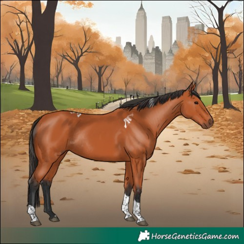 Horse Color:Bay Tobiano Rabicano 