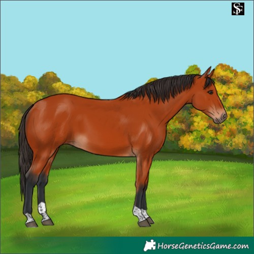 Horse Color:Bay Tobiano Rabicano 