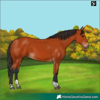 Horse Color:Bay Tobiano Rabicano