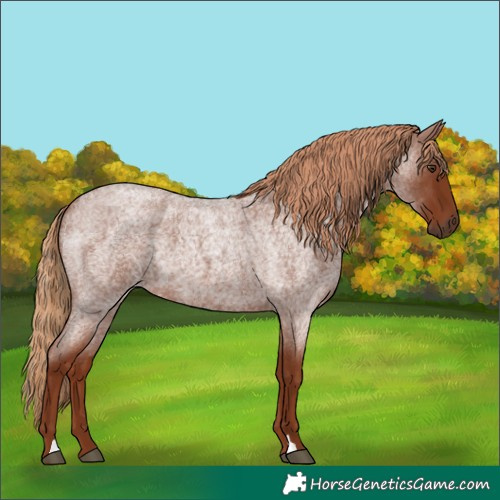 Horse Color:Red Roan