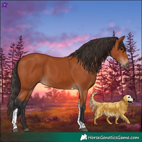 Horse Color:Bay Tobiano Rabicano 