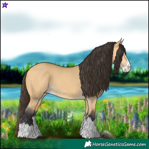 Horse Color:Buckskin Dun Splash 
