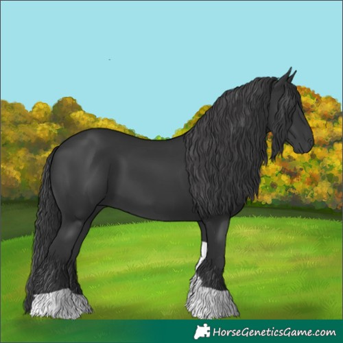 Horse Color:Black Tobiano 