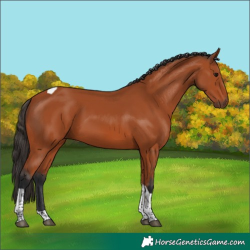 Horse Color:Bay Tobiano Rabicano 