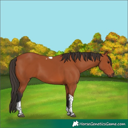 Horse Color:Bay Tobiano Rabicano 