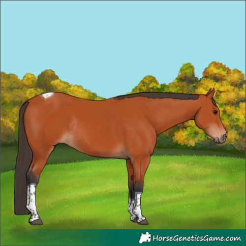 Horse Color:Bay Tobiano Rabicano