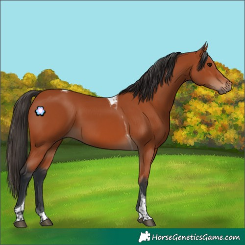 Horse Color:Bay Tobiano Rabicano