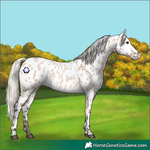 Horse Color:Silver Brown Roan Dun Near Leopard