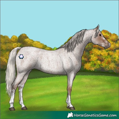 Horse Color:Silver Blue Roan Sabino 