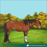 Horse Color:Bay Tobiano Rabicano