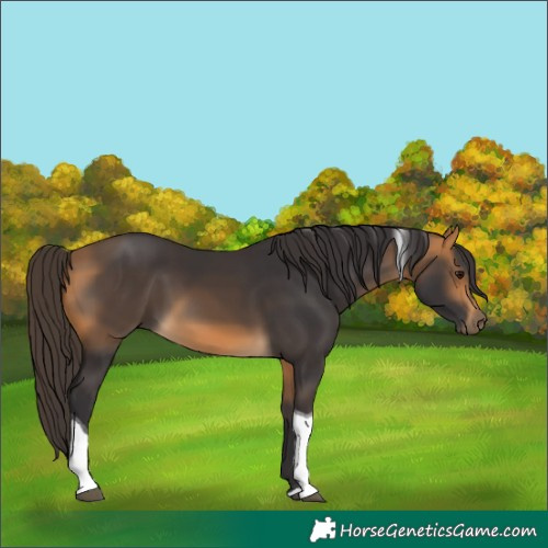 Horse Color:Buckskin Tobiano 