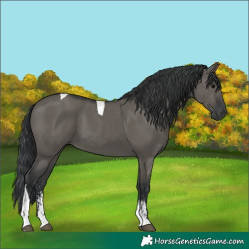 Horse Color:Grullo Sabino Tobiano Rabicano 
