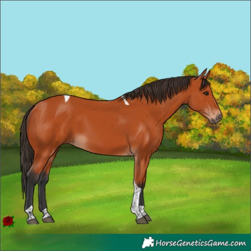 Horse Color:Bay Tobiano Rabicano