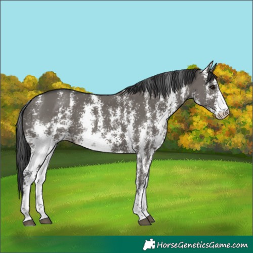 Horse Color:Grullo Sabino Rabicano 