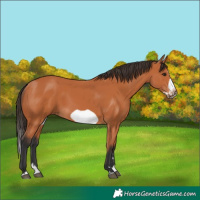 Horse Color:Bay Splash Frame 