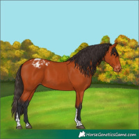 Horse Color:Bay Tobiano Appaloosa Rabicano