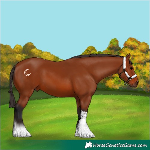 Horse Color:Bay Tobiano Rabicano 