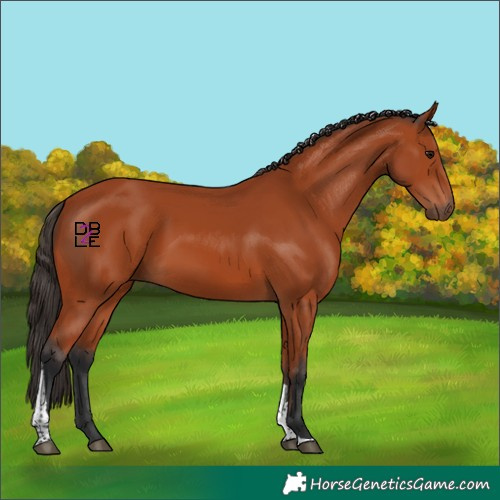 Horse Color:Bay Tobiano Rabicano 