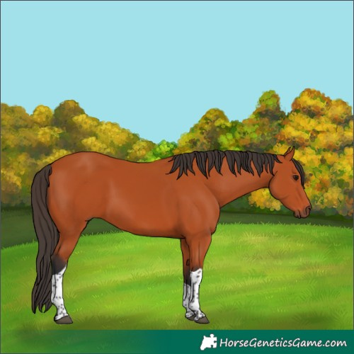 Horse Color:Bay Tobiano Rabicano 