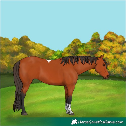 Horse Color:Bay Tobiano Rabicano