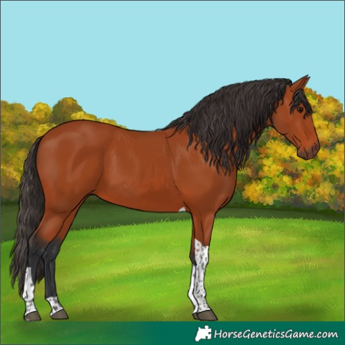 Horse Color:Bay Tobiano Rabicano 