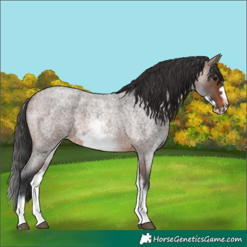 Horse Color:White Spotted Brown Roan Frame