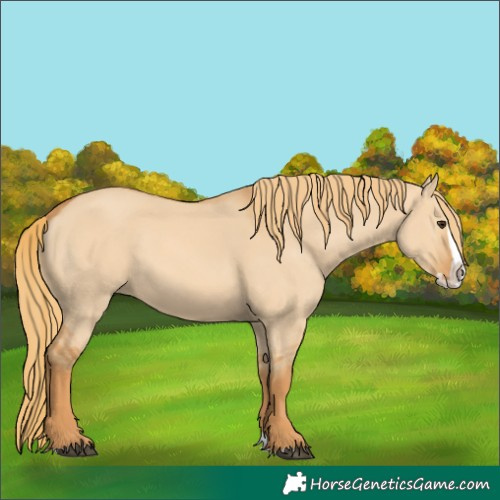 Horse Color:Red Dun Splash