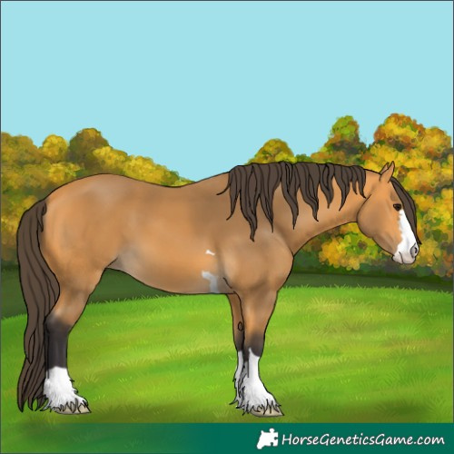 Horse Color:Buckskin 