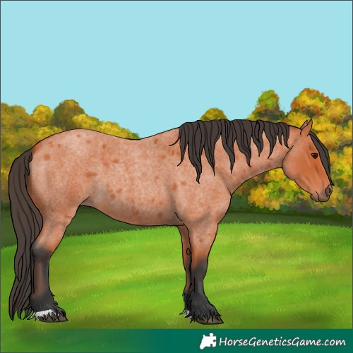 Horse Color:Bay Roan
