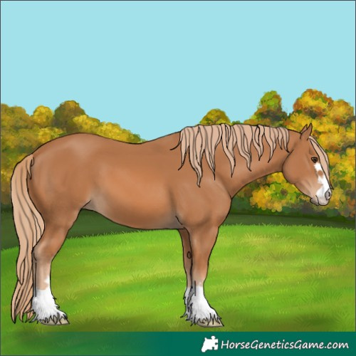 Horse Color:Chestnut 