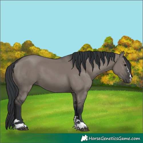 Horse Color:Grullo