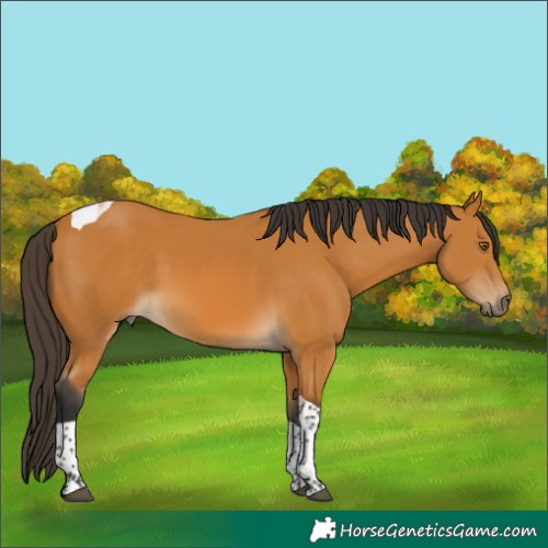 Horse Color:Pseudo Buckskin Tobiano Rabicano