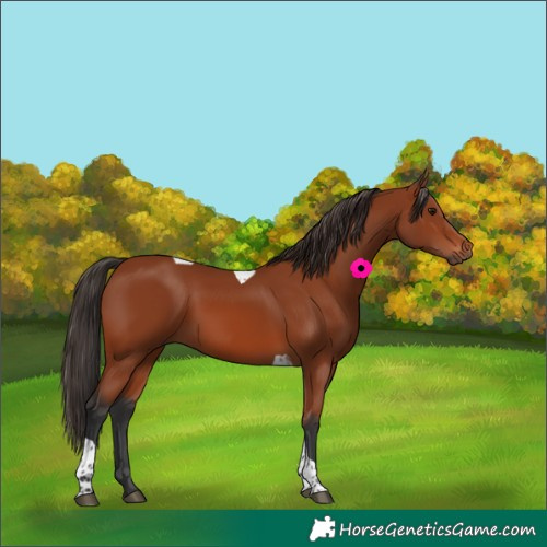 Horse Color:Bay Tobiano Rabicano