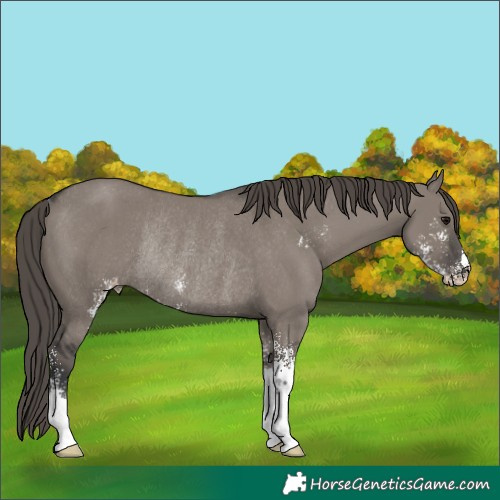 Horse Color:Unknown