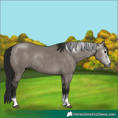 Horse Color:Unknown 
