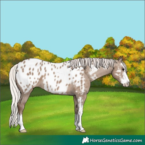 Horse Color:Silver Grullo Sabino Near Leopard 