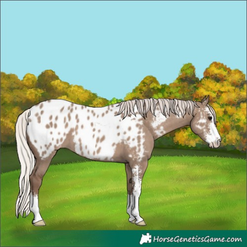 Horse Color:Silver Grullo Sabino Appaloosa