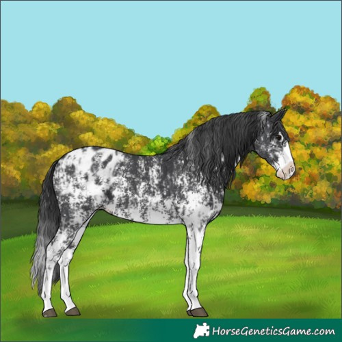 Horse Color:Black Sabino Splash Appaloosa and Black Sabino Splash Appaloosa