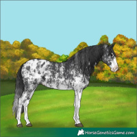 Horse Color:Black Sabino Splash Appaloosa and Black Sabino Splash Appaloosa