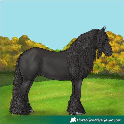 Horse Color:Smoky Black 