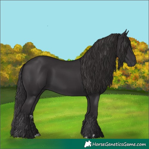 Horse Color:Smoky Black 