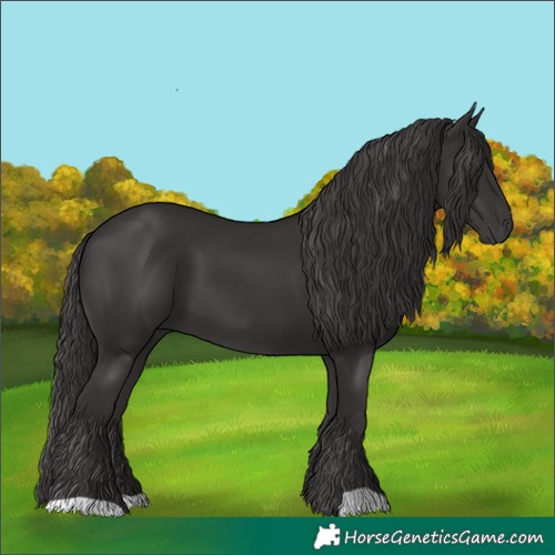 Horse Color:Smoky Black 