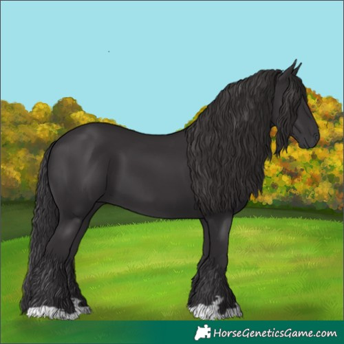 Horse Color:Smoky Black 