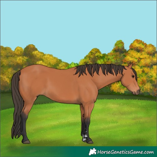 Horse Color:Bay 