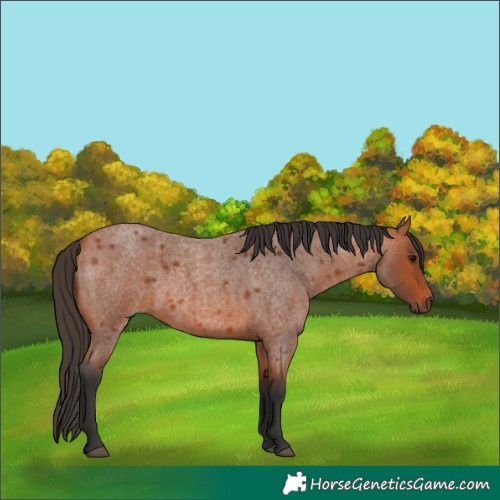 Horse Color:Bay Roan