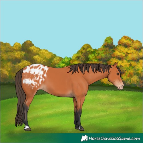 Horse Color:Bay Appaloosa