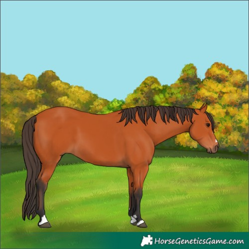 Horse Color:Bay 