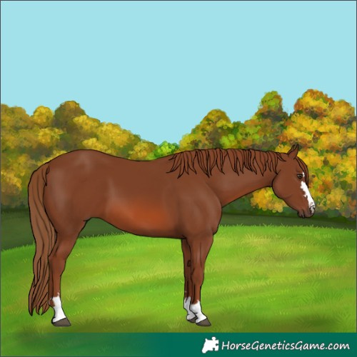 Horse Color:Chestnut 