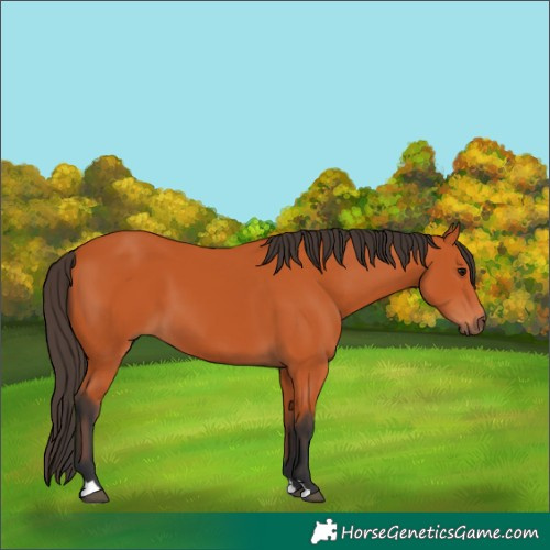 Horse Color:Bay 