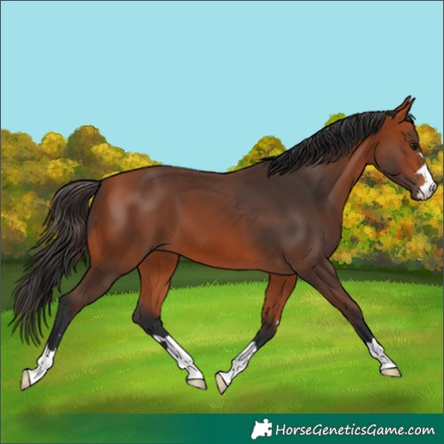 Horse Color:Bay 